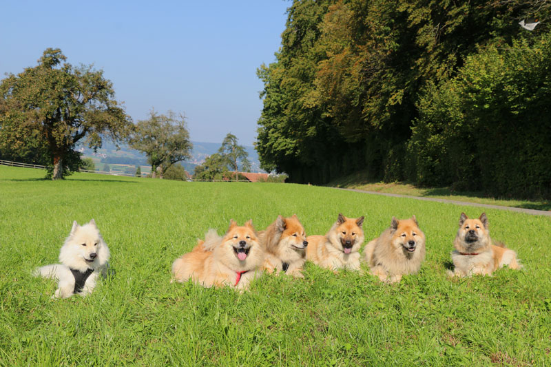 2016_23_treffen.jpg - Gruppenfoto mit Gwen, Lasca, Kimbo, Okelani, Legro und Levka anlässlich des 12. Geburtstagstreffens