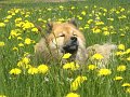 2009_7_sonnenbad