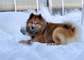 2013_15_schneegesicht