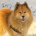2016_13_traumhund