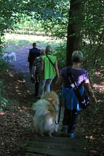 IMG_0445.jpg - Die Waldtreppe abwärts - zum Glück war's nicht nass und somit nicht rutschig...