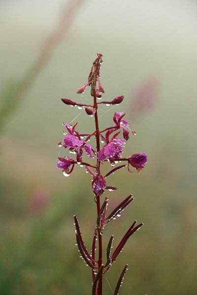 IMG_9026.jpg - Aber auch im Nebel lassen sich schöne Farbakzente finden