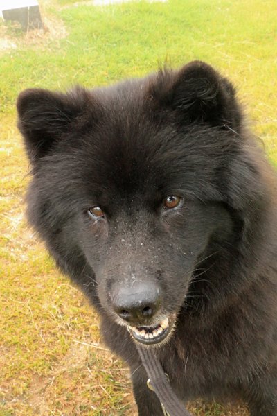 IMG_9079.jpg - Finn, der kleine Eurasier-Schwarzbär