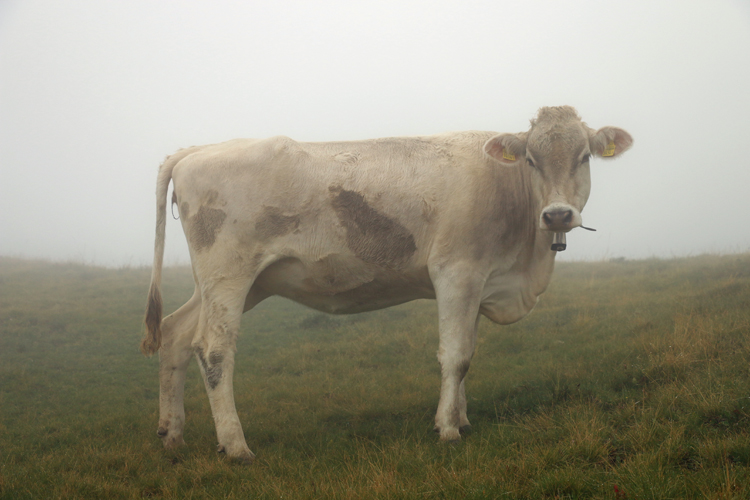 IMG_9094.jpg - Von den meisten Kühen hörten wir im Nebel nur die Glocken; diese hier war wenigstens sichtbar