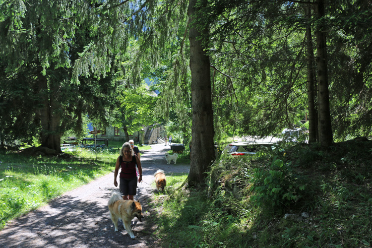 fIMG_3445.jpg - Hund und Mensch waren froh, als wir den Wald erreichten und im Schatten weitergehen konnten