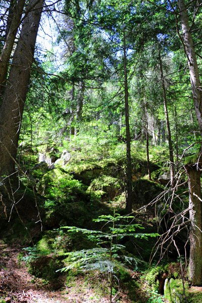 gIMG_3446.jpg - Mystische Moosstellen im Wald - fehlten nur noch Elfen oder Waldwichtel...