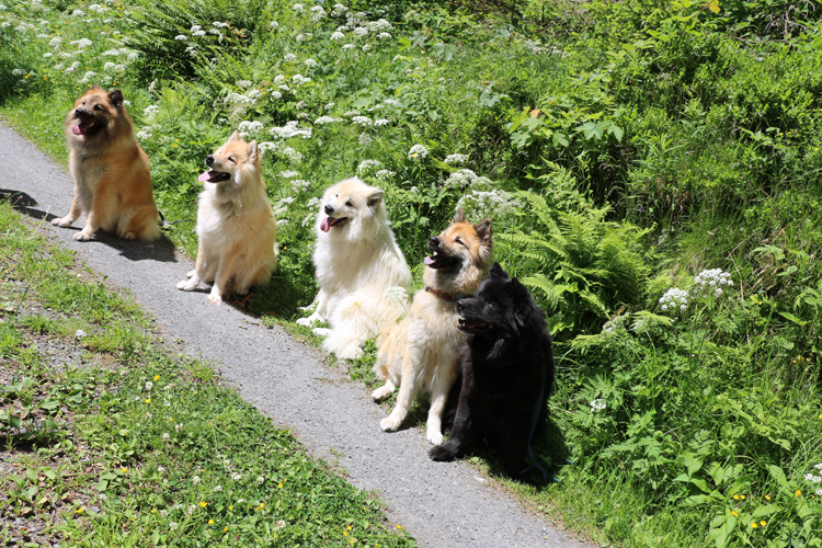 mIMG_3456.jpg - Fünf tolle Eurasier-Models!