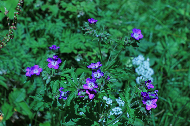 nIMG_3460.jpg - Wunderhübsche kleine Blüten