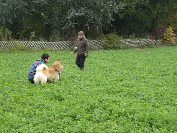 23_revieren.jpg - Susi ist zurück und jetzt geht's los... Leider ohne Fotobeweis - aber auch hier hat Legro den Futterbeutel gefunden und zurückgebracht!