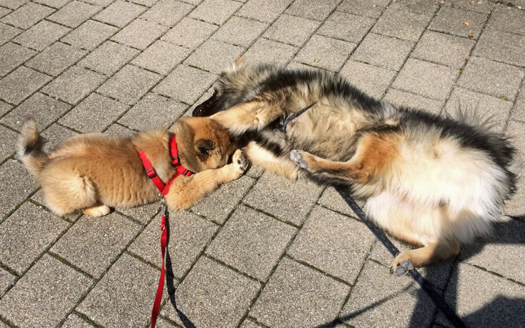 IMG_0777.jpg - Und im Spiel mit Colin