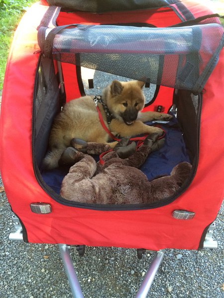 IMG_1190klein.jpg - Für lange Spaziergänge nehmen wir das Hunde-Taxi mit
