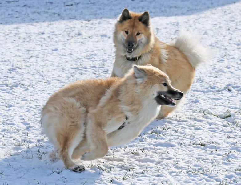 IMG_6408.jpg - Ui, jetzt gibt Phoebe aber Vollgas!