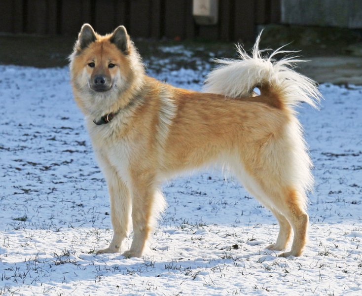 IMG_6415.jpg - Okelani ist eine wunderhübsche feminine Hundedame