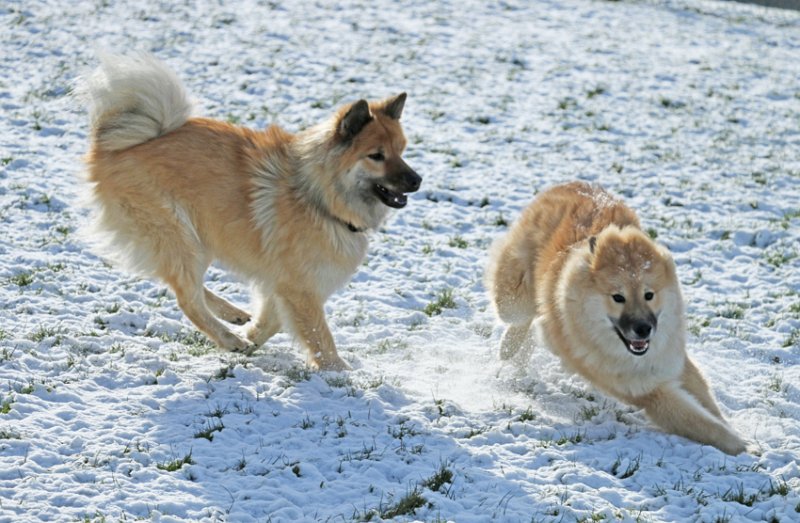 IMG_6424.jpg - Lachende Hundegesichter sind doch herrlich!