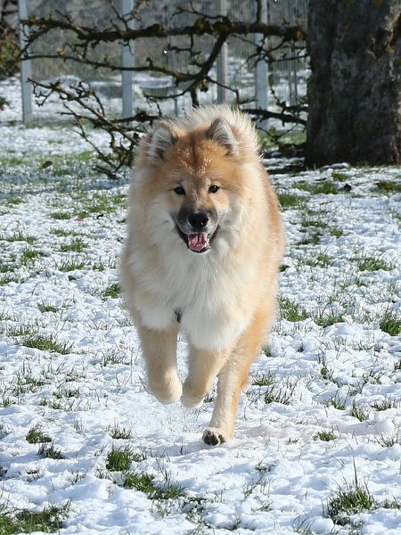 IMG_6427.jpg - Phoebe hat noch ihr jugendliches Flauschfell - herrlich im Winter!