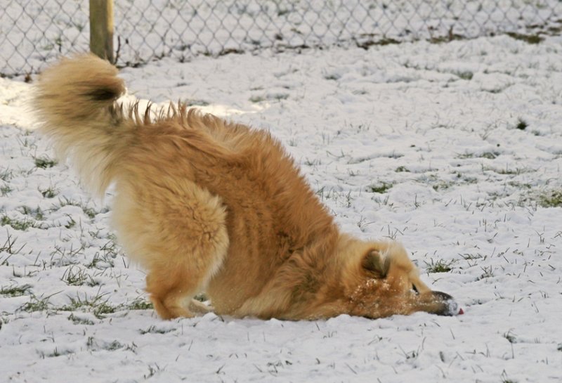 IMG_6509.jpg - Phoebe geniesst den Schnee