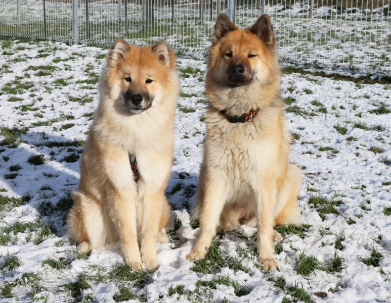 IMG_6543.jpg - Phoebe (links) und Okelani sind Halbschwestern - sie haben dieselbe Mama