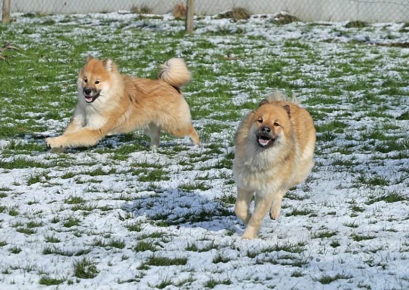 IMG_6591.jpg - Die zwei beim Spielen beobachten, die strahlenden Hundegesichter - da geht einem einfach das Herz auf! Das ist Seelenbalsam!