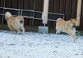 IMG_6496