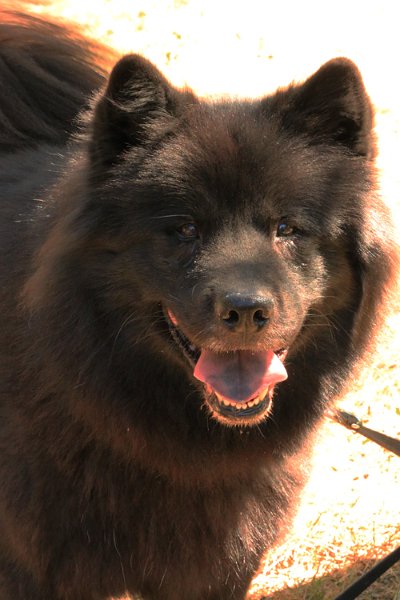 IMG_8862.jpg - Finn, mein siebenjähriges Schwarzbärchen