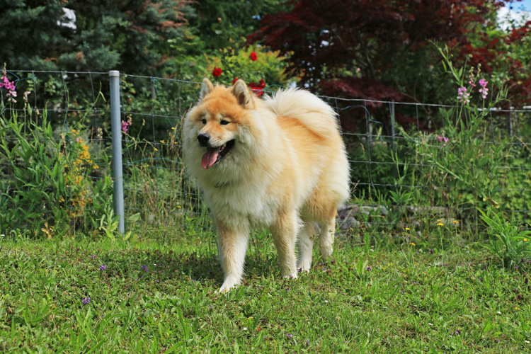 IMG_3002.jpg - Phoebe von der Ruine Blumenstein