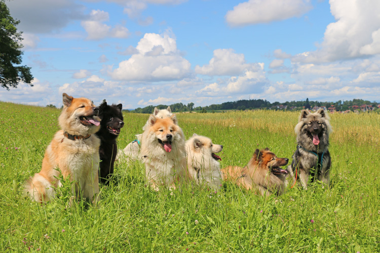 IMG_3066.jpg - v.l.n.r. Okelani, Finn, Phoebe, Lumi (hinten), Gwen, Okito, Mika