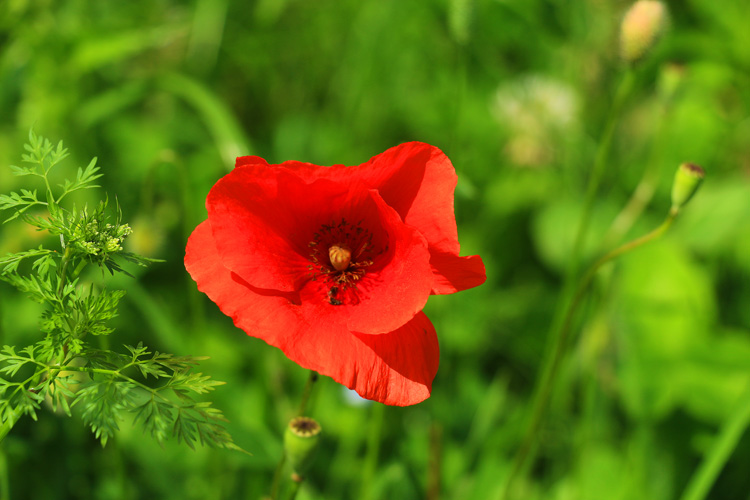 IMG_3091.jpg - Mohn gibt immer wieder ein wunderschönes Fotomotiv ab.