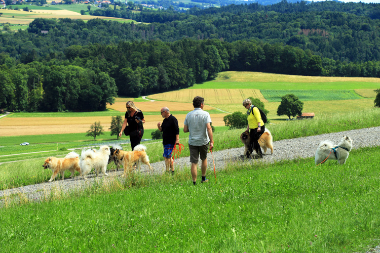 IMG_3103.jpg - Ein bunter Haufen Eurasier!