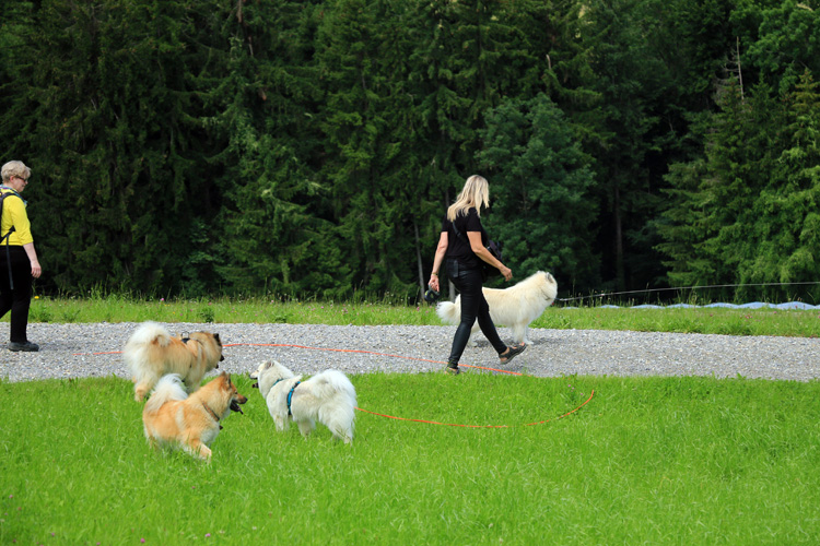 IMG_3121.jpg - Die Hunde durften den Freilauf wirklich ausgiebig geniessen, blieben aber immer brav in der Nähe.