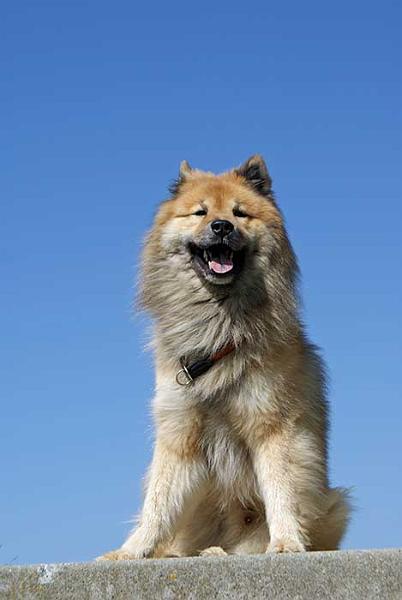 blauer_himmel5.jpg - Eurasier-Lachen