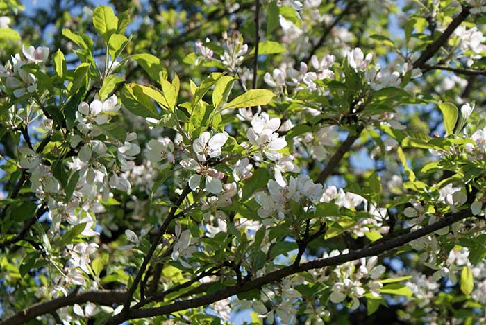 blueten1.jpg - Hoffentlich gedeihen aus den Blüten auch viele Früchte!