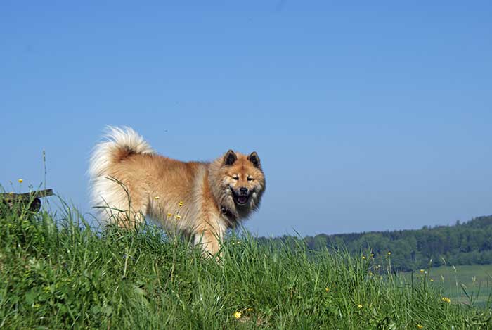 huegel.jpg - Für einmal darf Legro auf sein Frauchen "herunterschauen"