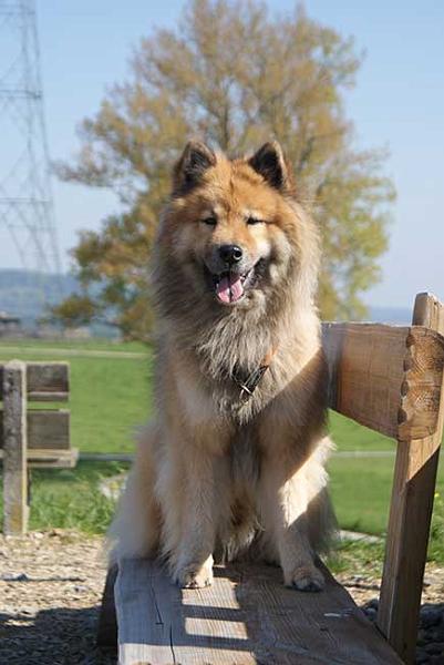 legro_bank3.jpg - Eurasier-Model