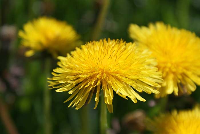 loewenzahn2.jpg - Die Blumen strahlen mit der Sonne um die Wette