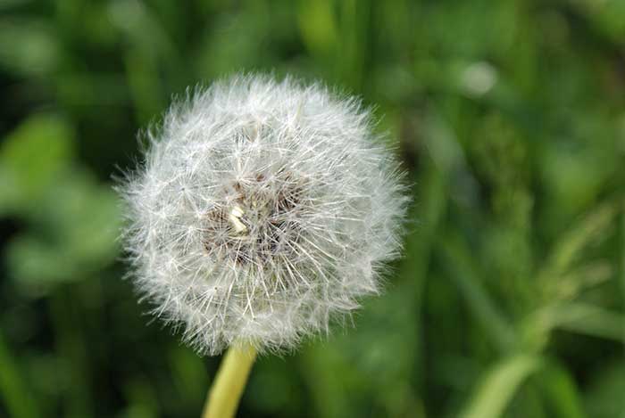 loewenzahn_verblueht2.jpg - Eigentlich schon speziell, was sich aus den gelben Blutenblättern entwickelt...
