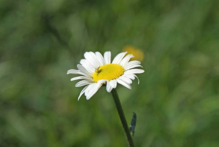 margerite.jpg - Margerite mit kleinem "Besucher" drauf