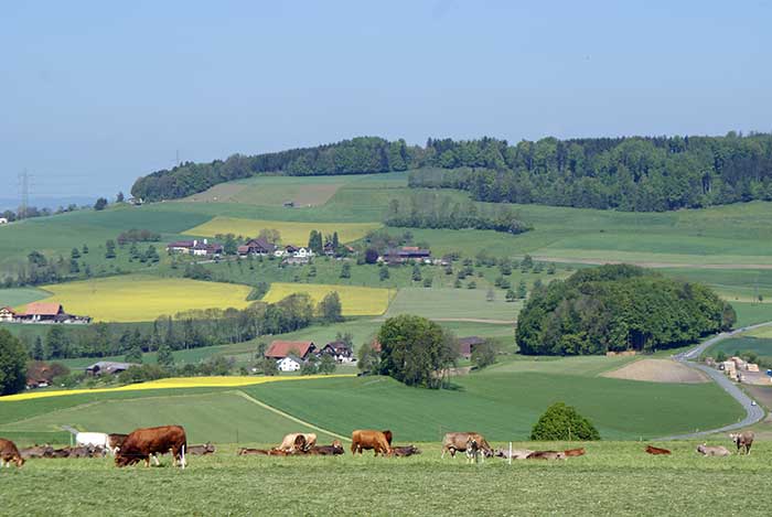 vieh.jpg - Herrlich, diese Aussicht