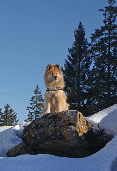 10_legro.jpg - Legro sitzt aufmerksam auf seinem Aussichtspunkt