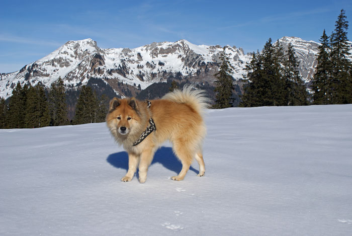 12_kulisse.jpg - Freilauf im Schnee - Legro geniesst es