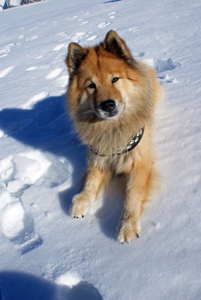 37_legro.jpg - Legro geniesst den Schnee