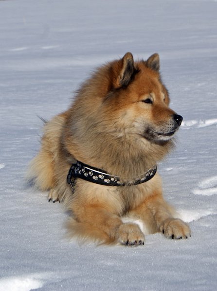 42_legro_loewe.jpg - Wie ein Löwe im Schnee