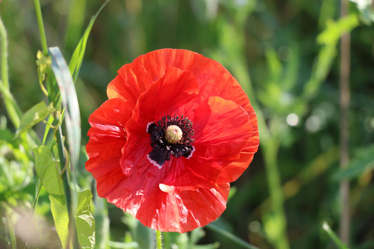 IMG_7854.jpg - Immer wieder schön - Klatschmohn