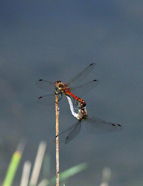 IMG_9690.jpg - Intimer Moment bei Libellen?