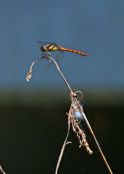 IMG_9773.jpg - Libelle in herrlichen Farben