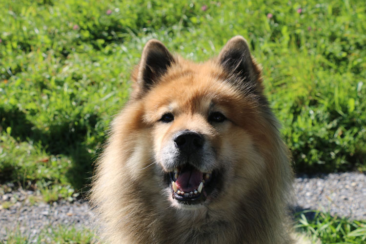 IMG_0434.jpg - Legro freut sich über den Spaziergang und die nette Eurasier-Begleitung