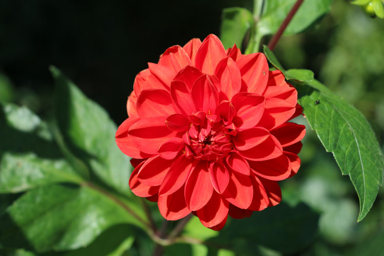 IMG_0443.jpg - Leuchtender Farbtupfer in Rot