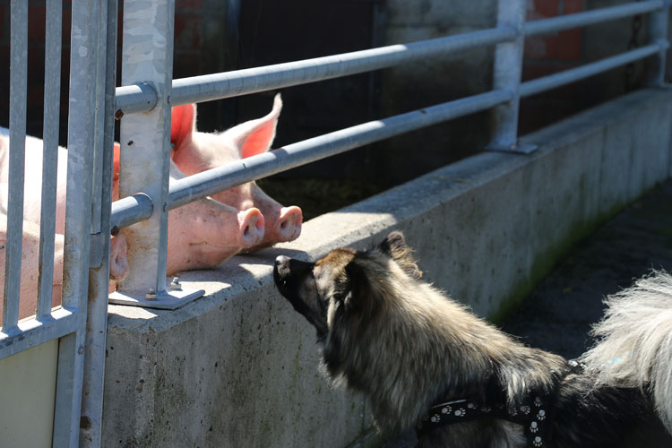 IMG_0459.jpg - Auch die Schweine kommen neugierig schnuppern