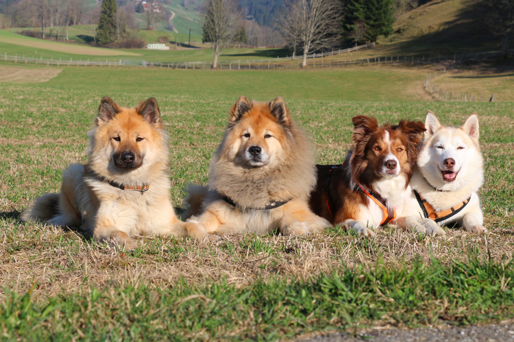 IMG_2201.jpg - Dicke Freunde: Okelani, Legro, Ari und Kaja (v.l.n.r.)