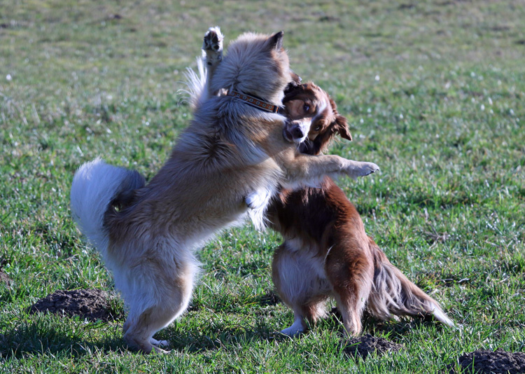 IMG_2229.jpg - Dogdance ohne Zweibeiner