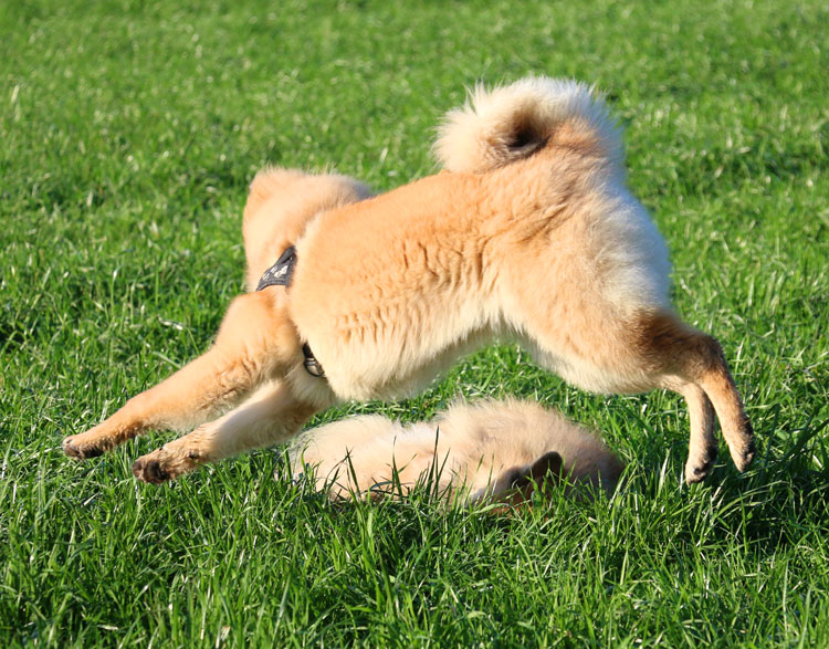 IMG_5112.jpg - Hechtsprung an Legro vorbei